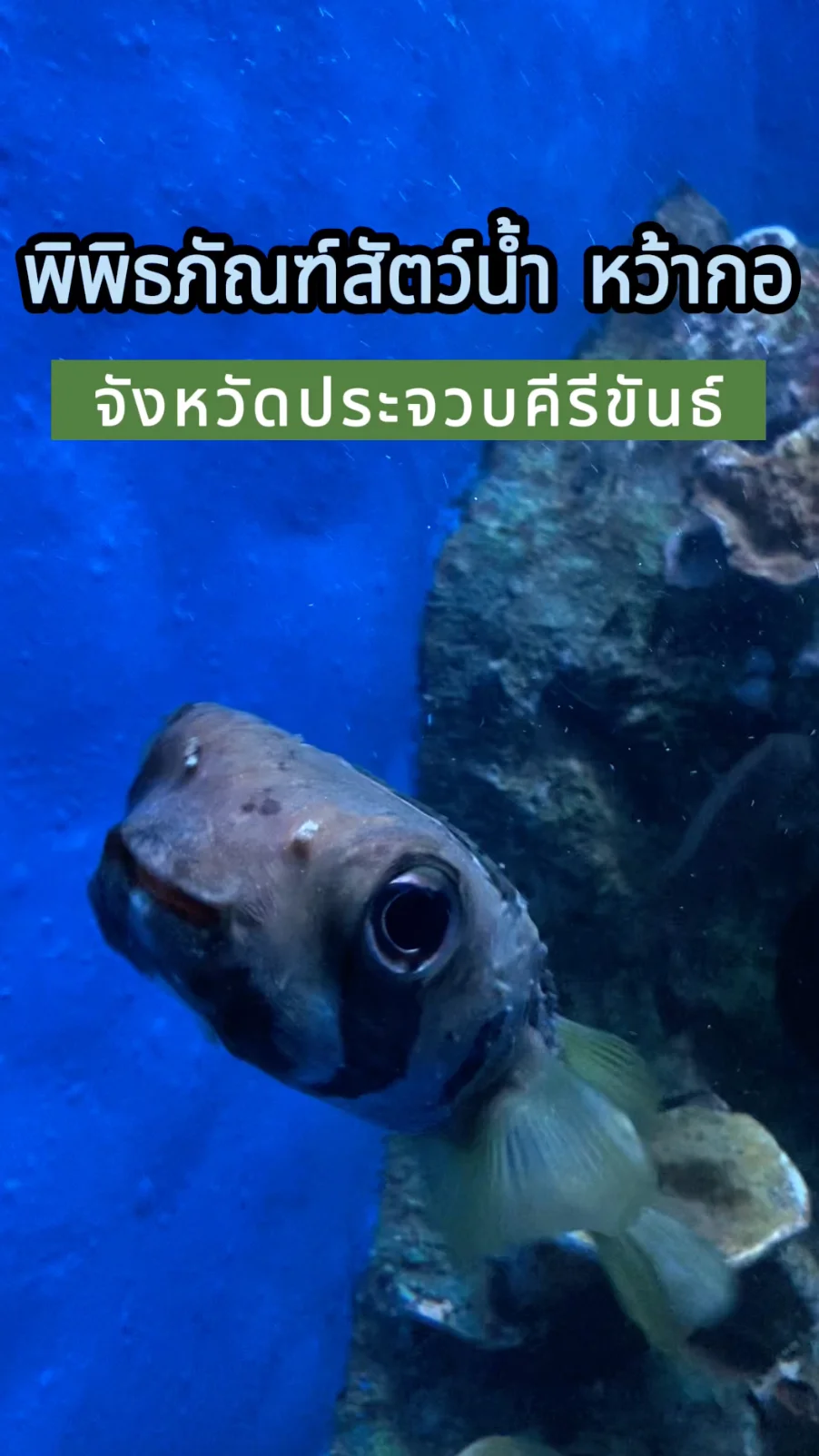 พาชม พิพิธภัณฑ์สัตว์น้ำ หว้ากอ จ.ประจวบคีรีขันธ์