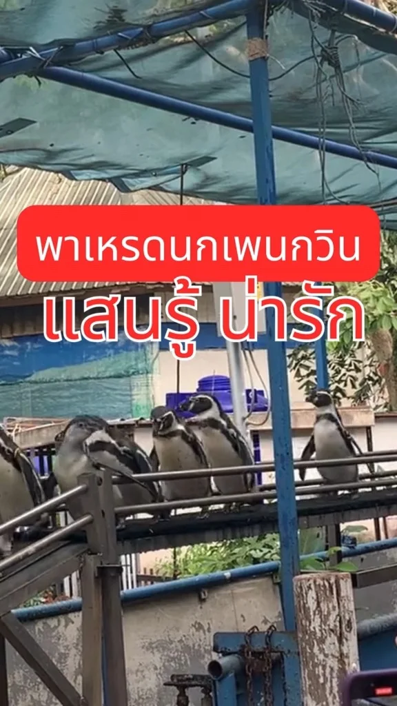พาชมความน่ารัก พาเหรดเพนกวิน ดุ๊กดิ๊ก น่ารัก สวนสัตว์เขาเขียว