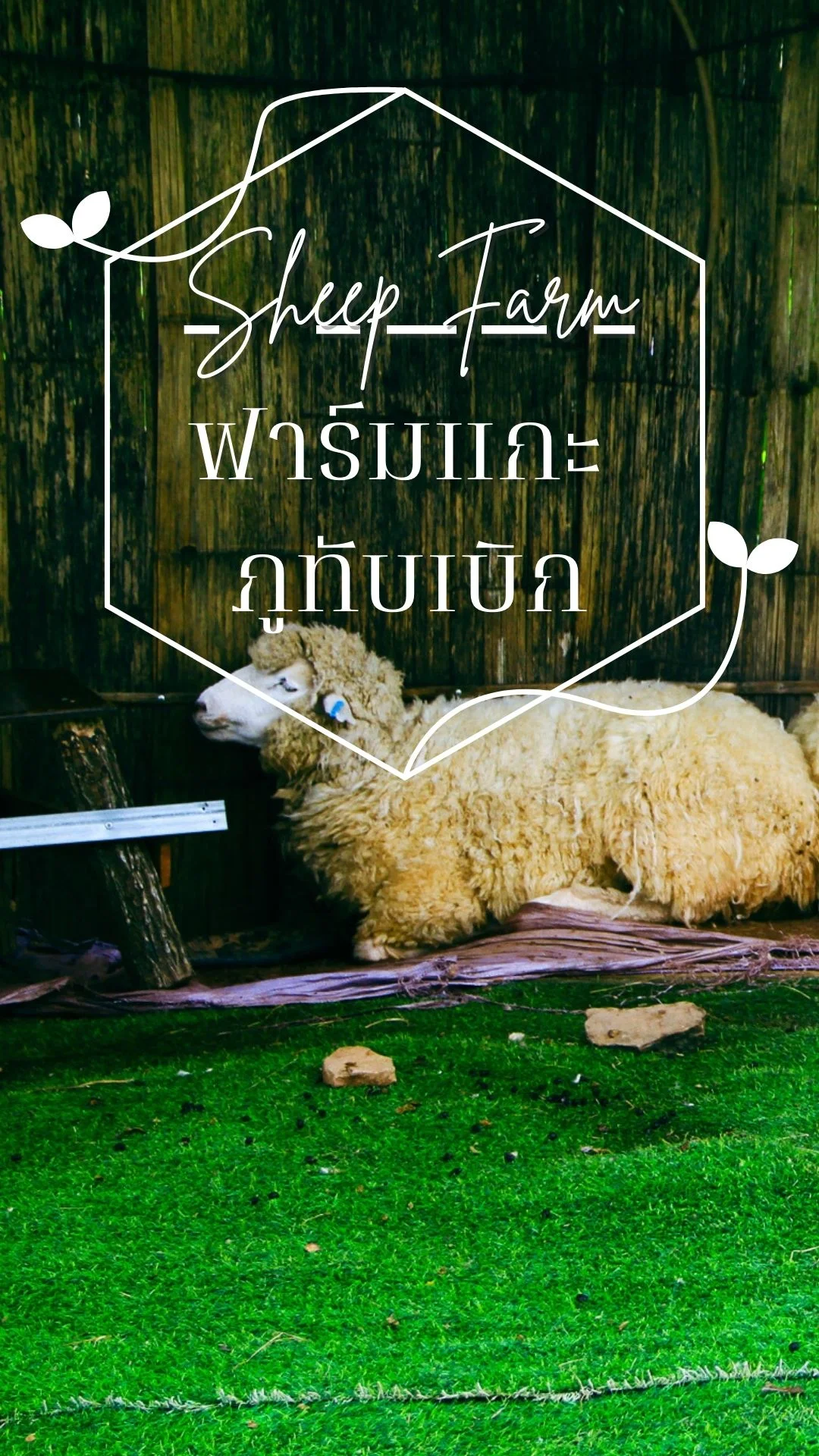 พาเที่ยวฟาร์มแกะ ภูทับเบิก ส่องน้องแกะน่ารัก น่าฟัดสุด ๆ