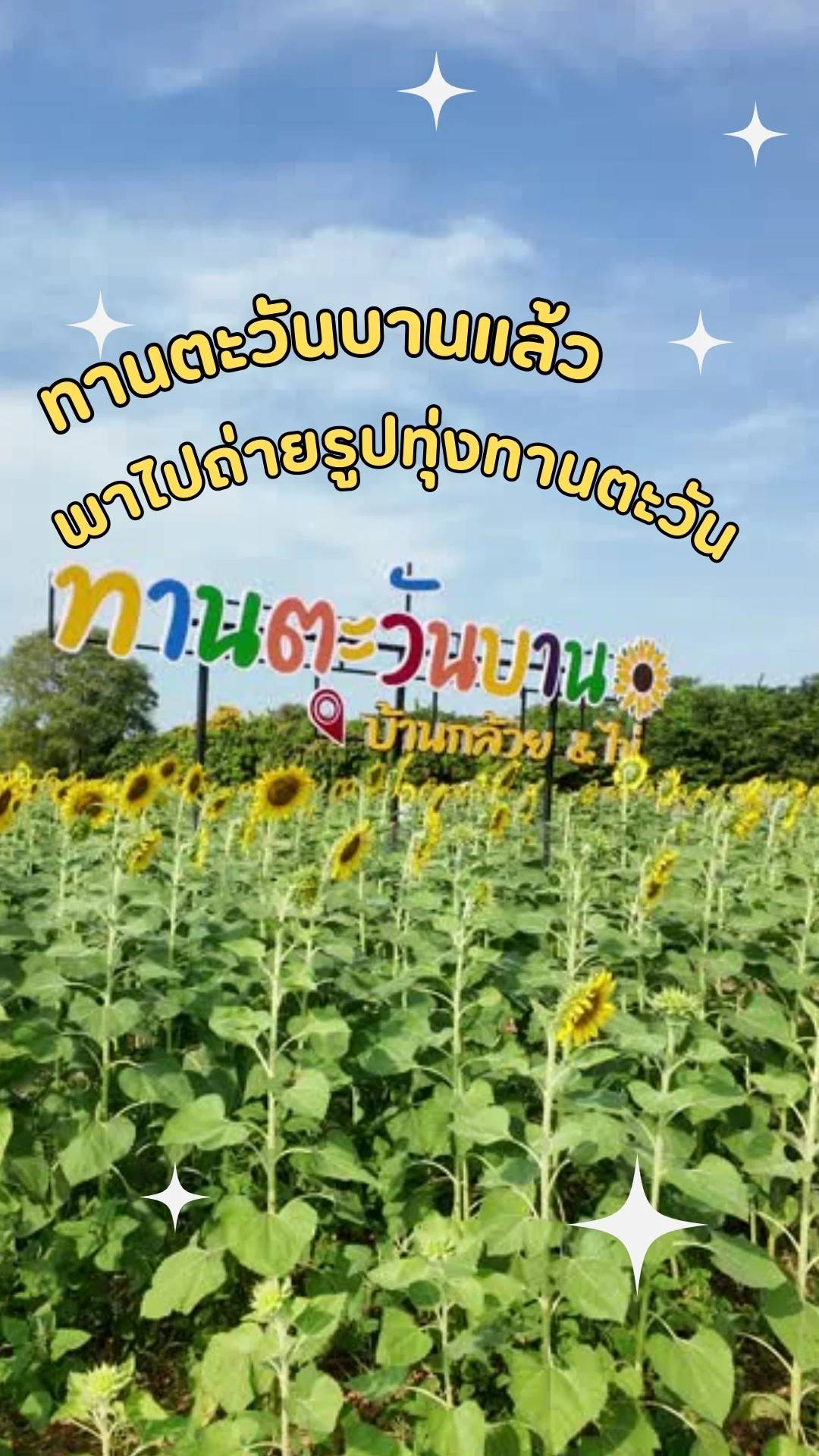 ทานตะวันบานแล้ว พาไปถ่ายรูปที่บ้านกล้วย&ไข่ สระบุรี มุมถ่ายรูปเพียบ