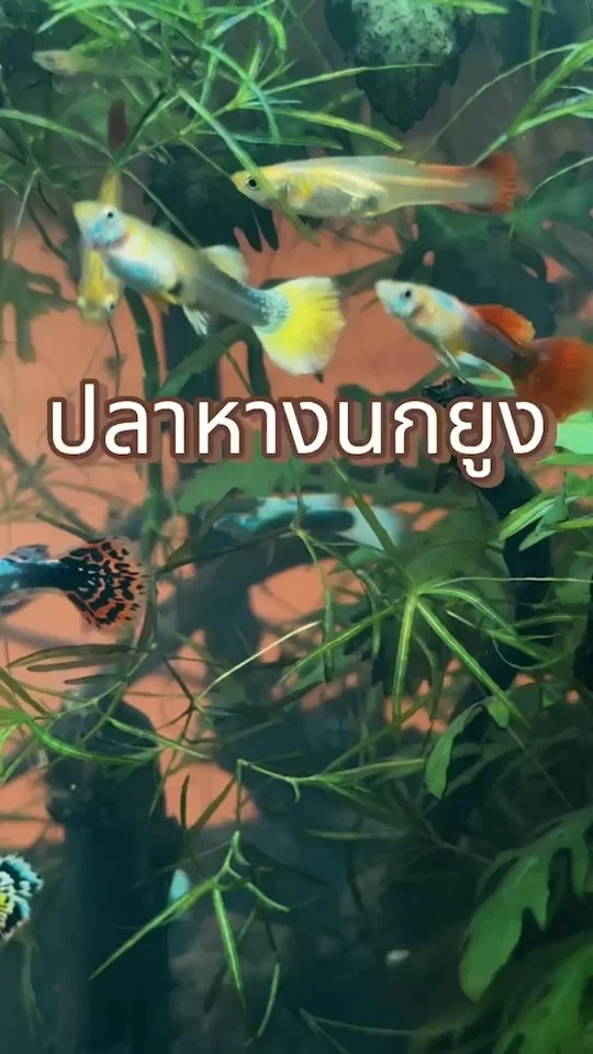 พาดู ปลาหางนกยูง ปลาน้ำจืดตัวจิ๋ว เลี้ยงง่ายสุด ๆ