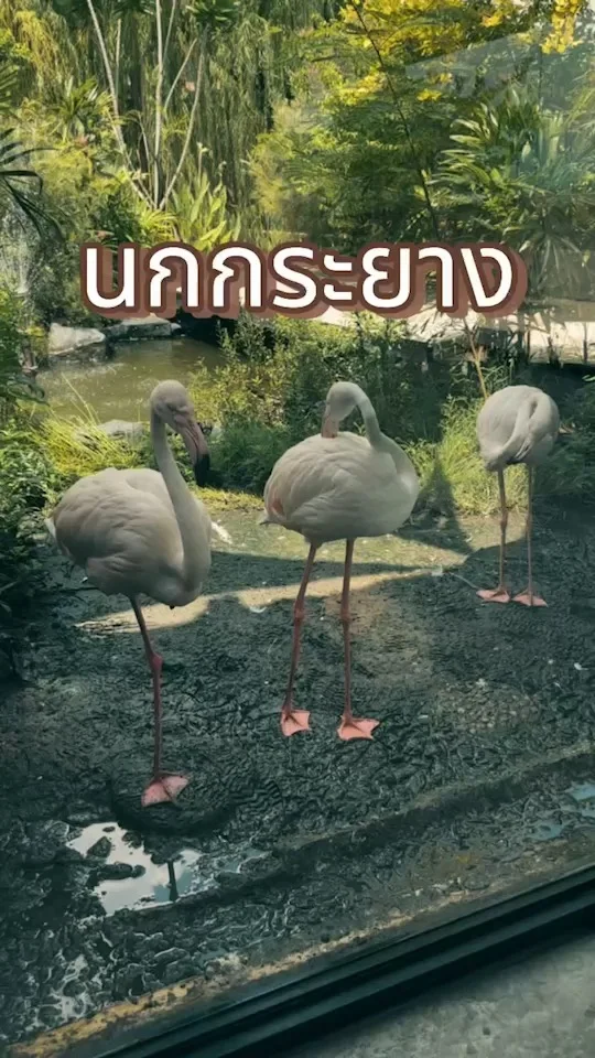 ชวนไปดู นกกระยางสีขาว สัตว์สวยงาม เอาใจเด็ก ๆ น้องอยู่ใกล้แหล่งน้ำ