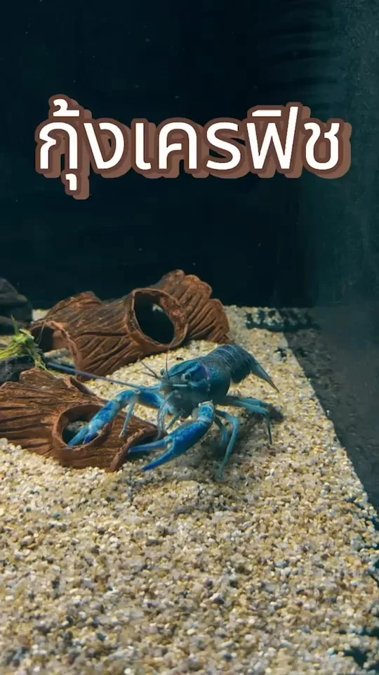 พาดู กุ้งเครฟิช ล็อบสเตอร์น้ำจืดสีน้ำเงิน สีสวยสุด ๆ