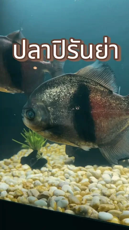 ส่องน้อง ปลาปิรันย่า ปลานักล่าแห่งแม่น้ำอเมซอน