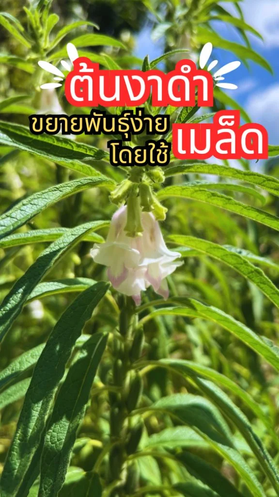 เคยเห็นต้นงาดำมั้ย ธัญพืชปลูกเองด้วยเมล็ด ไม่ยากอย่างที่คิด