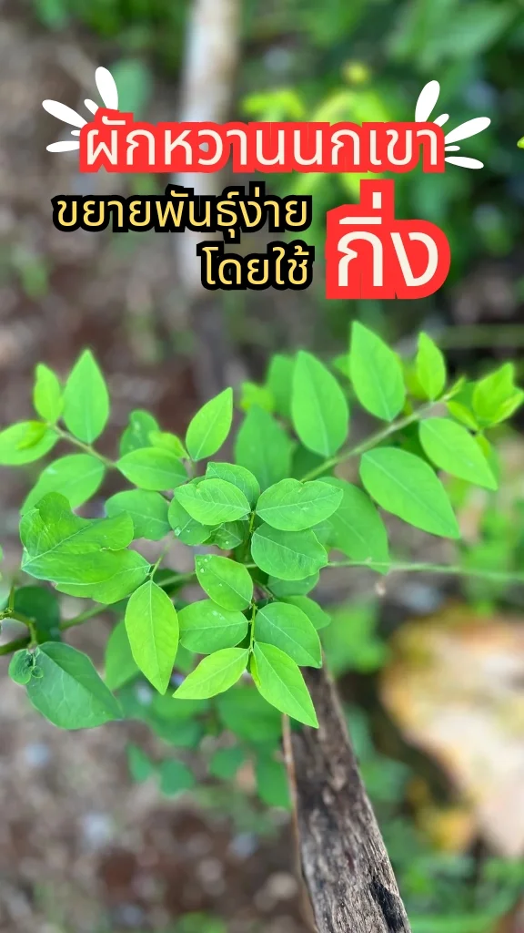 รู้จักผักหวานนกเขา ผักพื้นบ้านอร่อย ขยายพันธุ์ง่ายโตเร็ว