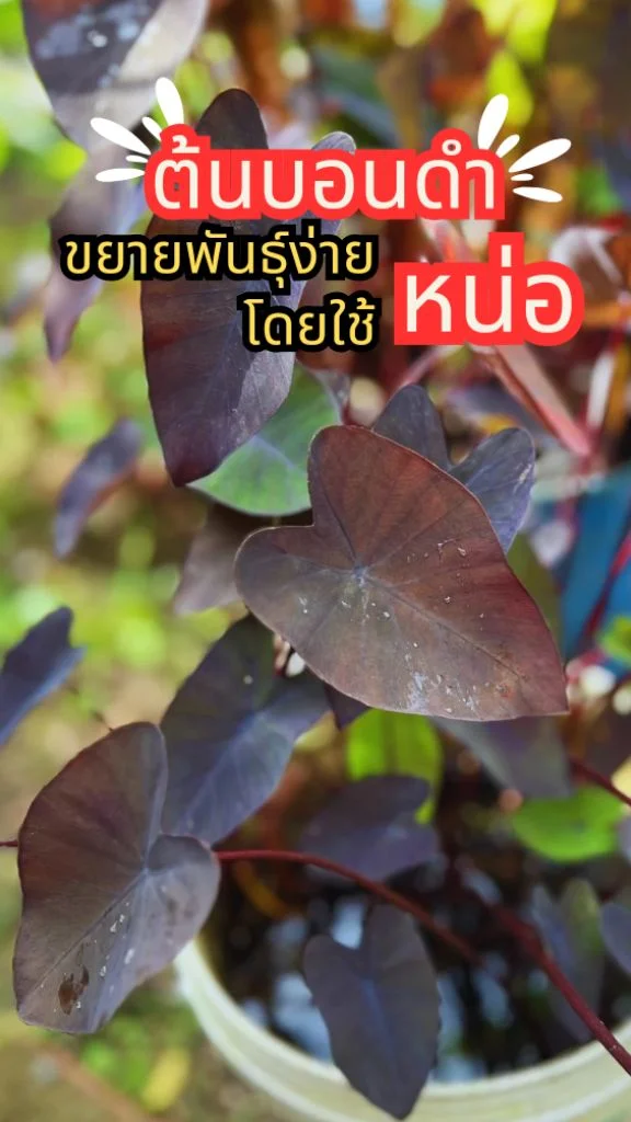 ทริคปลูกต้นบอนดำ ราชาไม้ใบสีดำ ไม้ประดับสวยงามมีเสน่ห์