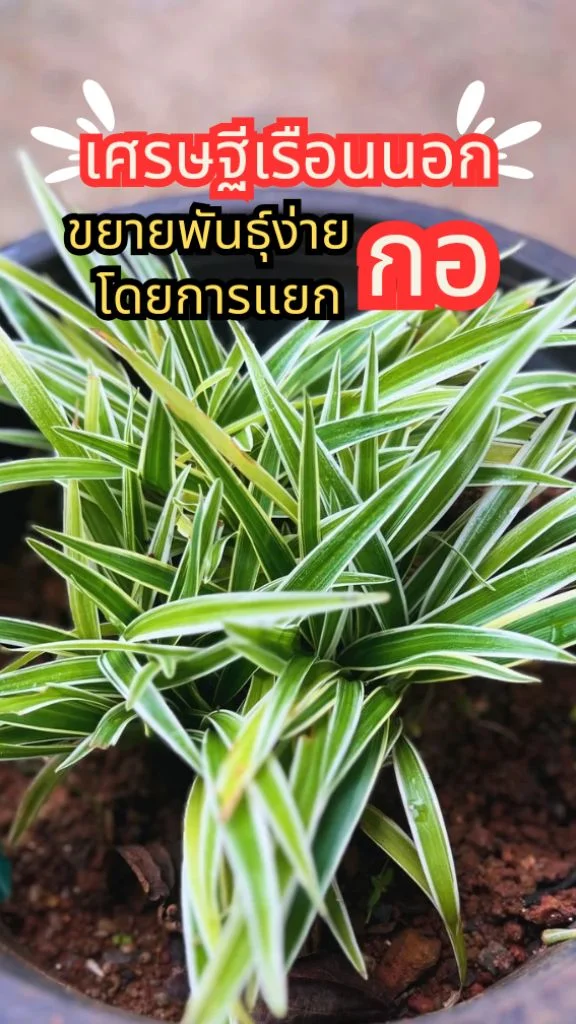 ทริคปลูกต้นเศรษฐีเรือนนอก ไม้มงคล นิยมปลูกไว้ในบ้าน