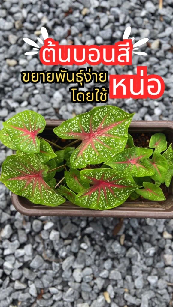 ต้นบอนสี ไม้มงคลความหมายดี เสริมโชคลาภ พร้อมทริคการปลูกด้วยตัวเอง