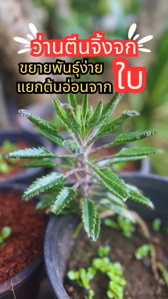 ปลูกต้นว่านตีนจิ้งจก พืชอวบน้ำ ขยายพันธุ์ง่ายสุด ๆ