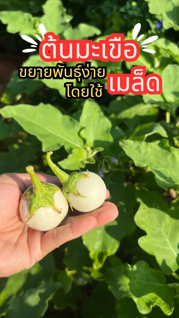 ทริคปลูกต้นมะเขือด้วยเมล็ด พืชสวนครัว ลูกดก ถูกใจแม่ครัว