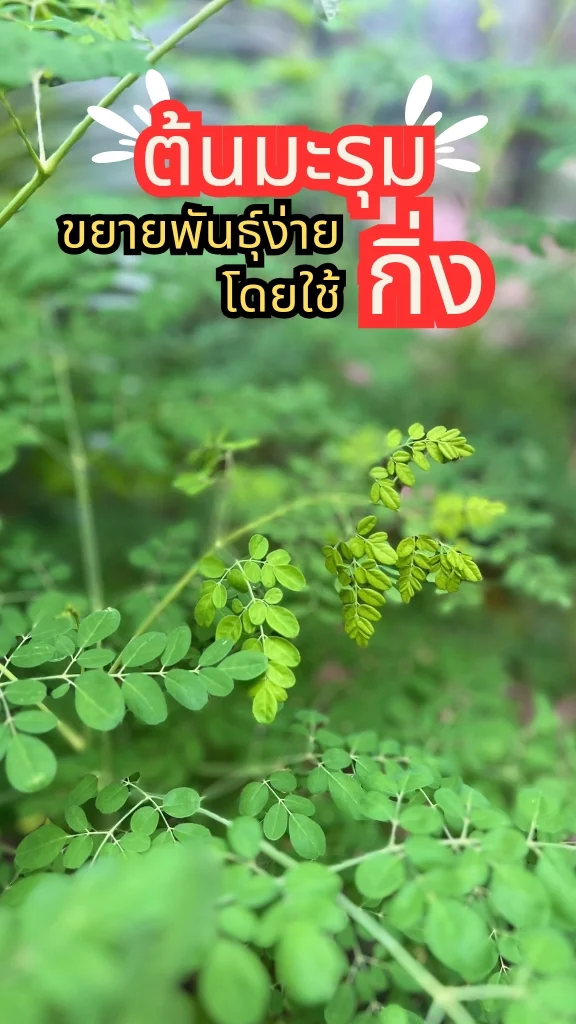 ต้นมะรุม ผักพื้นบ้าน ยอดและใบรสชาติขม ขยายพันธุ์ง่าย ๆ ด้วยกิ่ง โตเร็ว