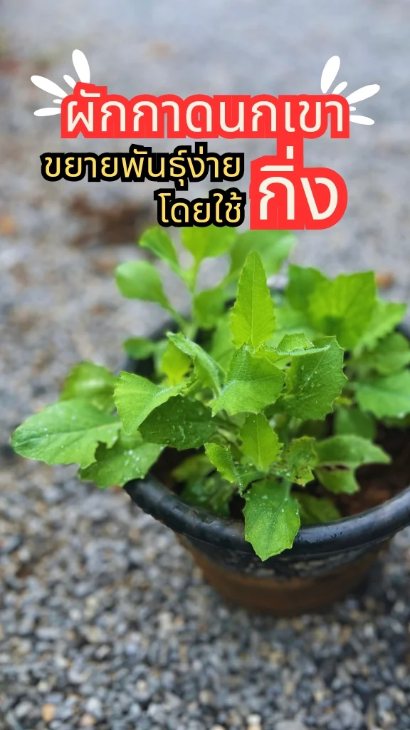 ชวนมารู้จักผักกาดนกเขา ผักพื้นบ้านอร่อย ขยายพันธุ์ง่ายด้วยกิ่ง โตเร็ว