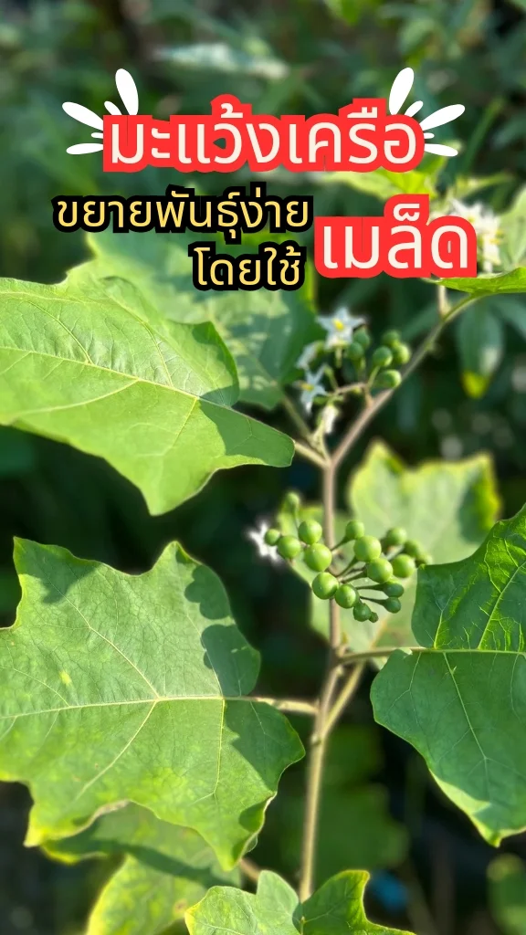 ทริคปลูกต้นมะแว้งเครือด้วยเมล็ด พืชสวนครัว ลูกดก ถูกใจแม่ครัว