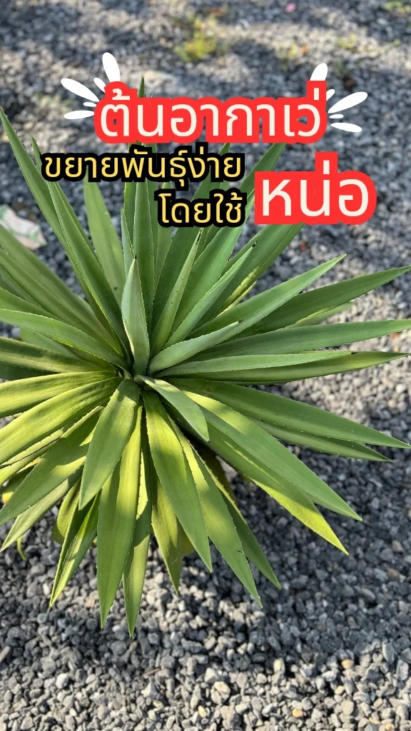 ทริคการปลูกต้นอากาเว่ ปากนกแก้ว ต้นไม้ใบเขียวสวย ขยายพันธุ์ง่าย ปลูกตกแต่งสวนสวย