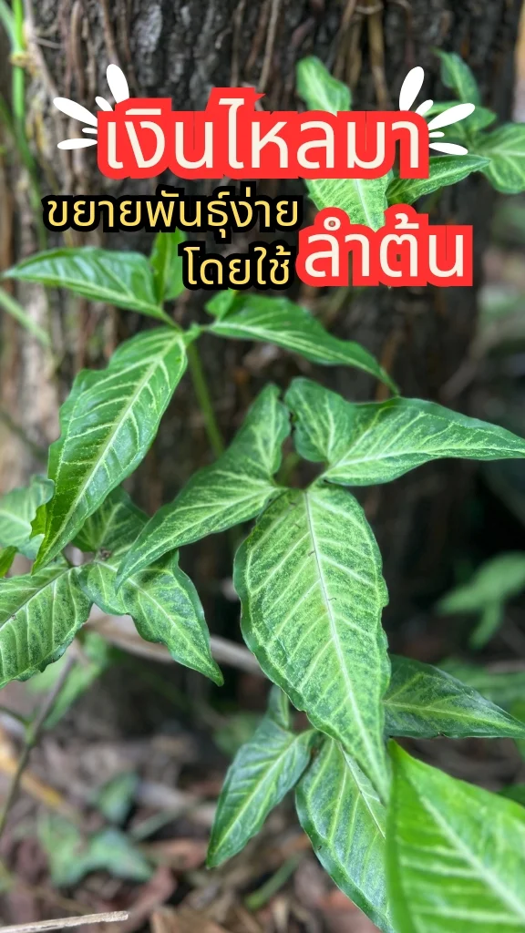 ต้นเงินไหลมา ต้นไม้มงคลใบสวย ขยายพันธุ์ง่ายมาก ๆ นิยมปลูกไว้ตกแต่งสวนสวย