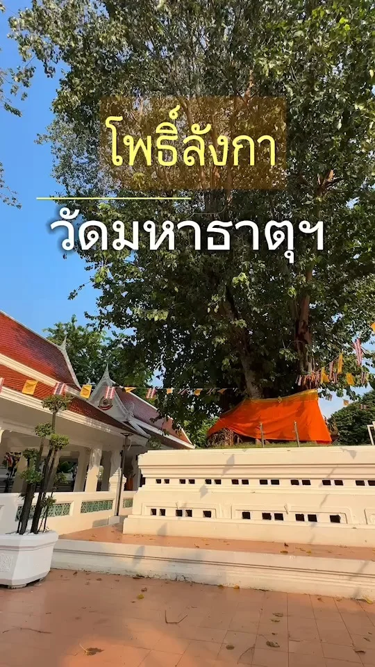 ชม โพธิ์ลังกา ณ วัดมหาธาตุฯ สนามหลวง ด้านหลังพระวิหารน้อย