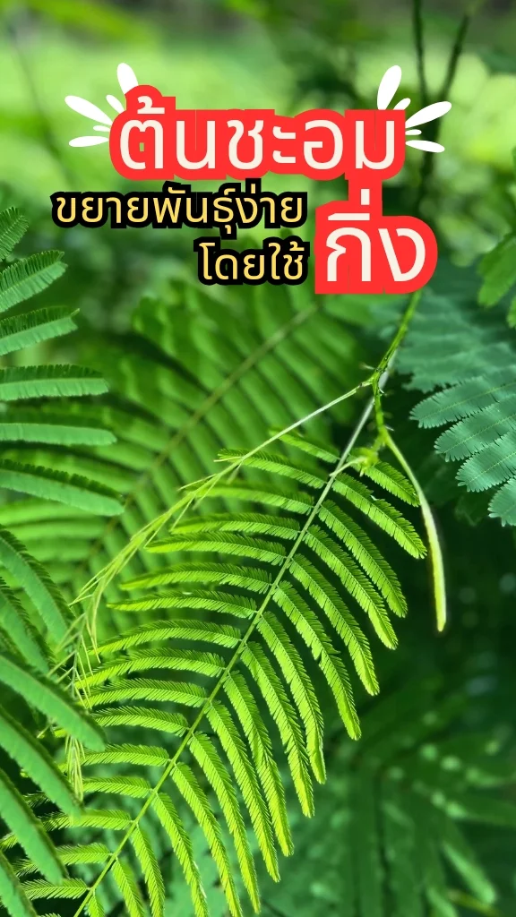 ทริคการปลูกต้นชะอม ใส่ในอาหารได้หลายเมนู พืชสวนครัว ขยายพันธุ์ง่าย