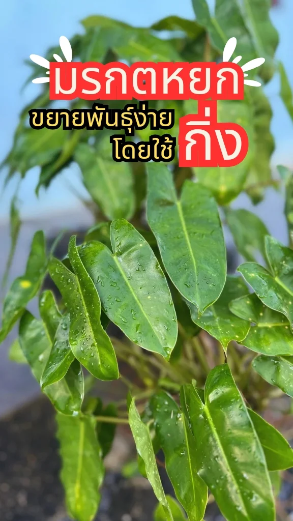 ทริคการปลูกต้นหยกมรกต ใบรูปหัวใจสวยงามมีเสน่ห์ ต้นไม้มงคล ขยายพันธุ์ง่ายสุด ๆ