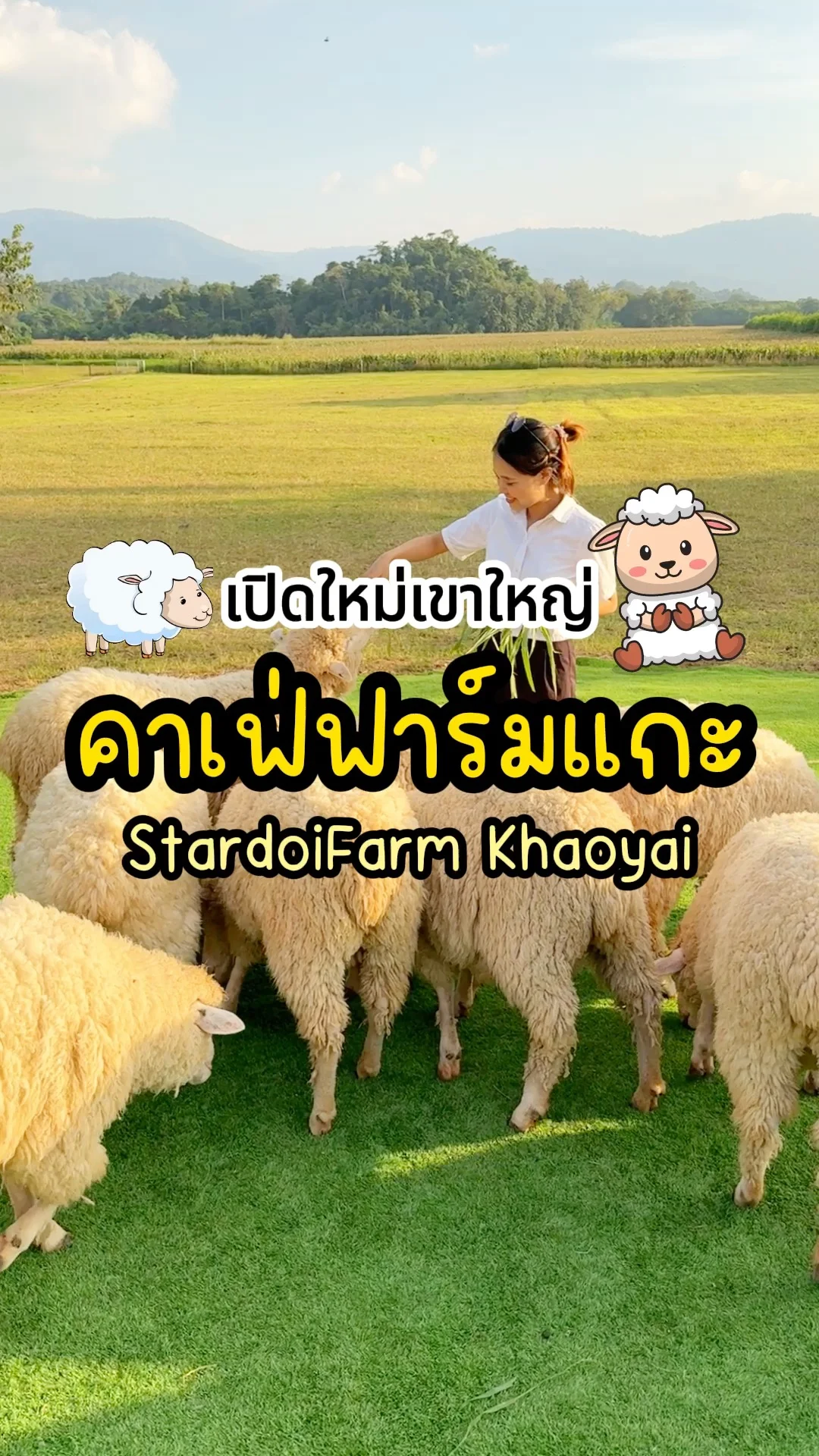 เปิดใหม่เขาใหญ่ คาเฟ่ฟาร์มแกะ StardoiFarm Khaoyai นครราชสีมา