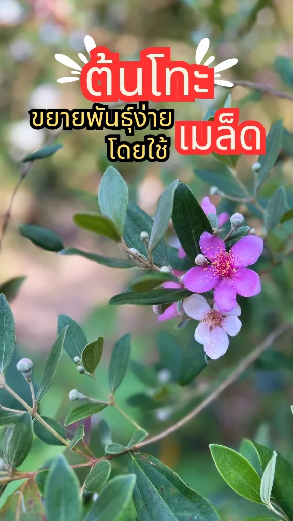 ชวนรู้จักต้นโทะ ต้นไม้ป่า ดอกสีชมพูสวย ออกดอกสวยตลอดทั้งปี ขยายพันธุ์ด้วยเมล็ด