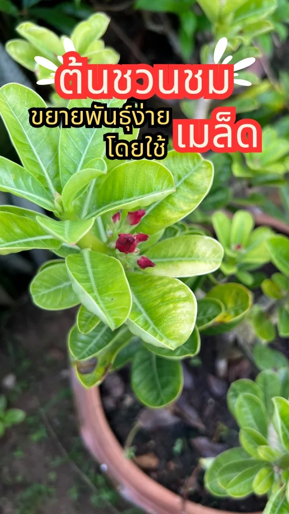 ต้นชวนชม โชว์รากสวย ออกดอกสวยตลอดทั้งปี ขยายพันธุ์ง่าย