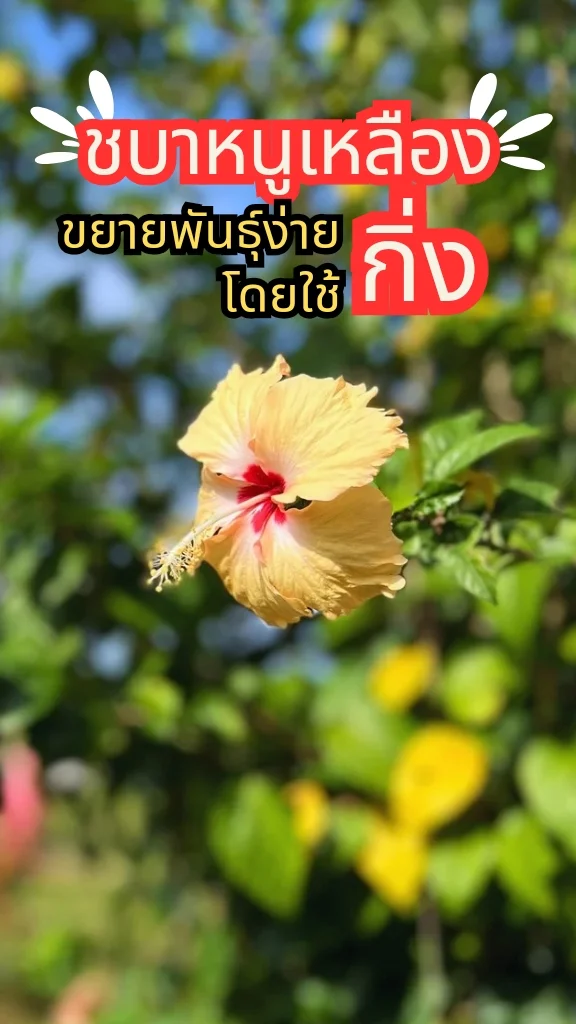ต้นชบาหนูเหลืองไข่ ดอกสีเหลืองสวย ออกดอกสวยตลอดทั้งปี ขยายพันธุ์ง่าย