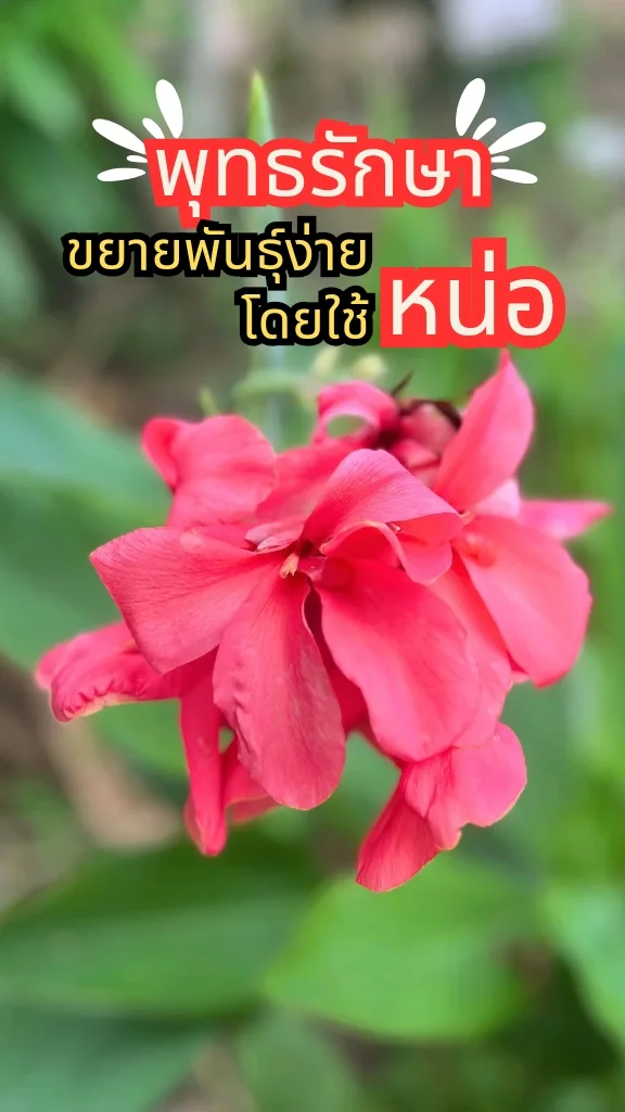 ทริคการปลูกต้นพุทธรักษา ดอกสีชมพูสวย ออกดอกสวยตลอดทั้งปี ขยายพันธุ์ง่าย