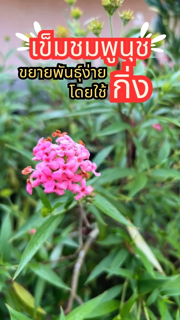 ต้นเข็มชมพูนุช ดอกสีชมพูสวย ออกดอกสวยตลอดทั้งปี ขยายพันธุ์ง่าย