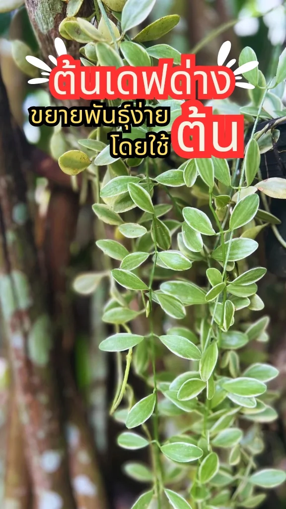 ทริคการปลูกต้นเดฟด่าง ไม้เลื้อย ใบสวย ดูแลง่าย ขยายพันธุ์ง่ายด้วยต้น