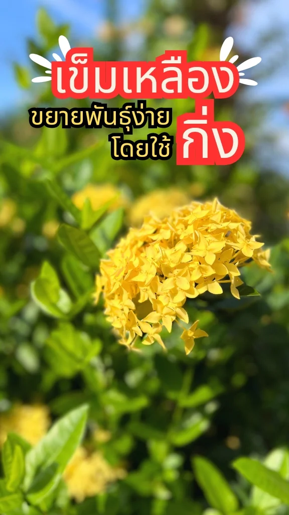 การปลูกต้นเข็มเหลือง ดอกสีเหลืองสวย ออกดอกสวยตลอดทั้งปี ขยายพันธุ์ง่าย