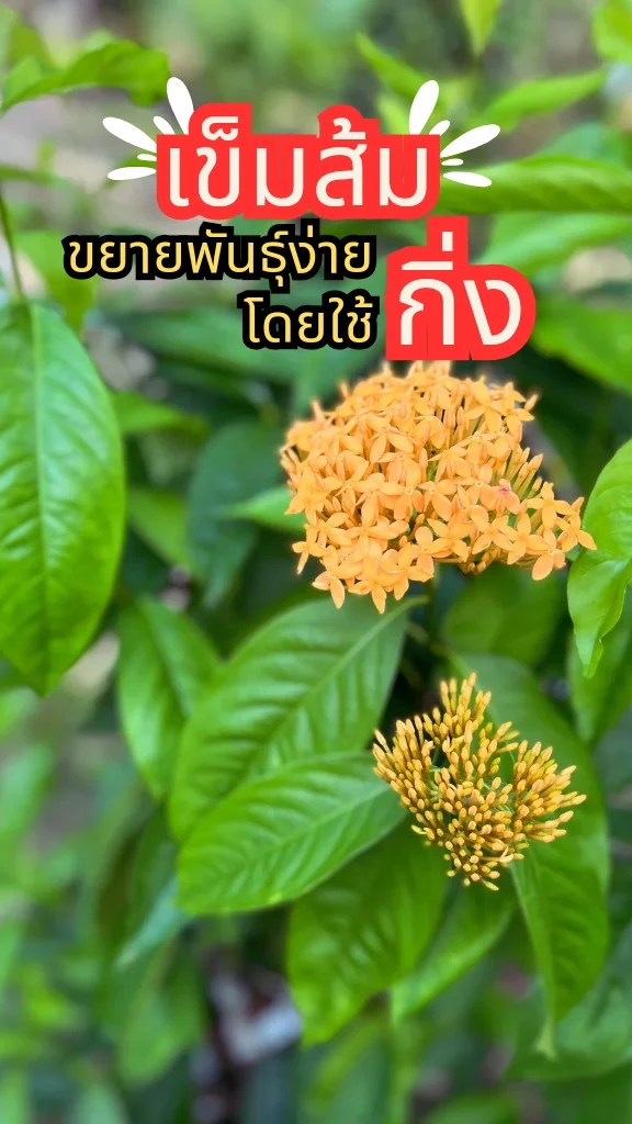 ต้นเข็มส้มดอกใหญ่ ดอกสีส้มสวย ออกดอกสวยตลอดทั้งปี ขยายพันธุ์ง่ายด้วยกิ่ง