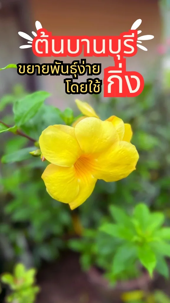การปลูกต้นบานบุรี ดอกสีเหลืองสวย ออกดอกสวยตลอดทั้งปี ขยายพันธุ์ง่าย