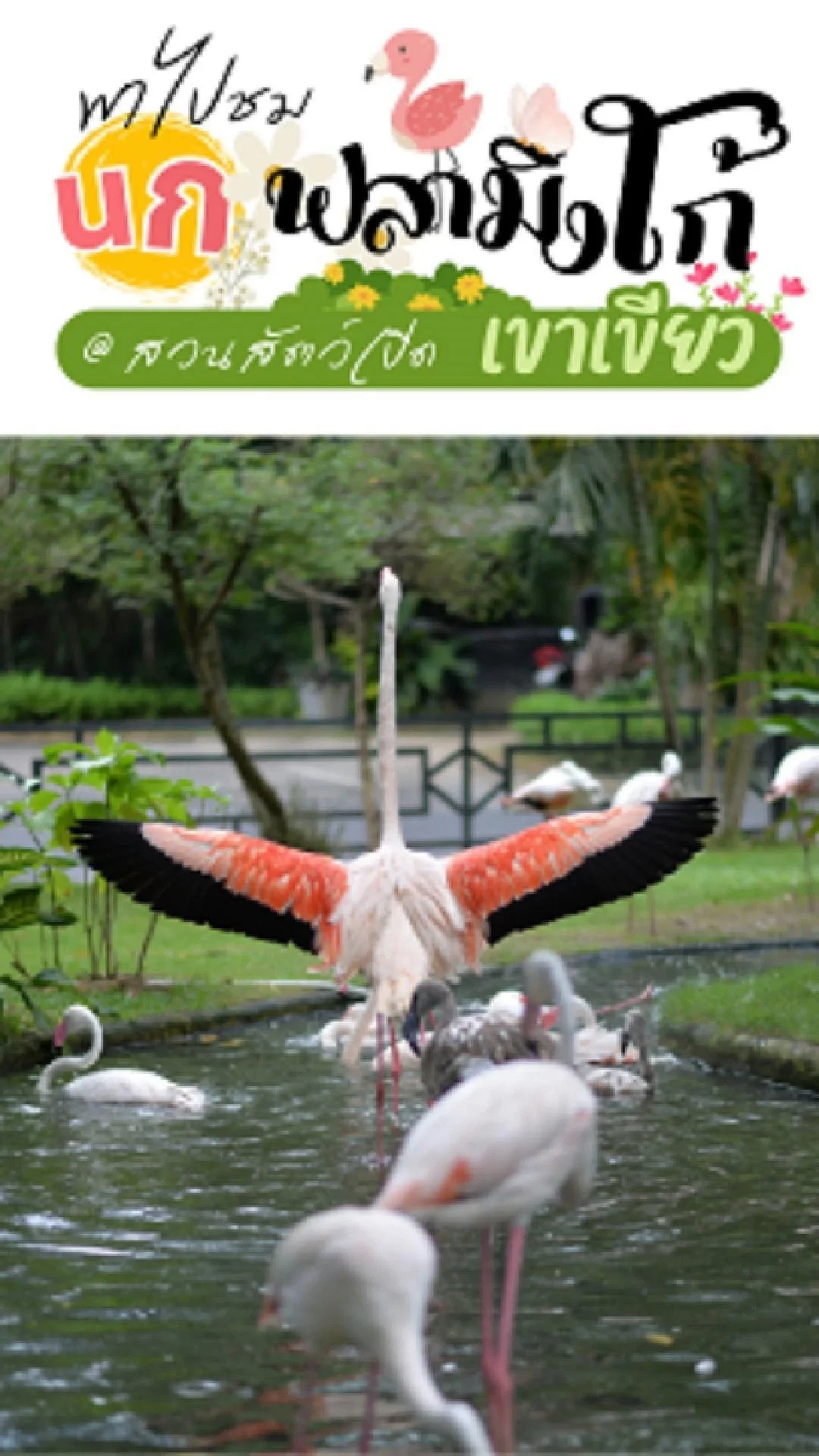 พาดูความน่ารัก ลูกนกฟลามิงโก้ ที่สวนสัตว์เปิดเขาเขียว ชลบุรี
