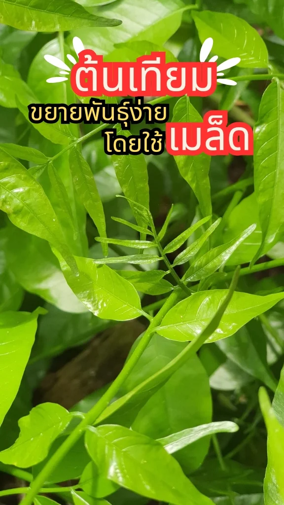 ต้นเทียม ยอดเทียมอ่อน นำไปลวกเป็นอาหารได้ ปลูกง่ายด้วยเมล็ด