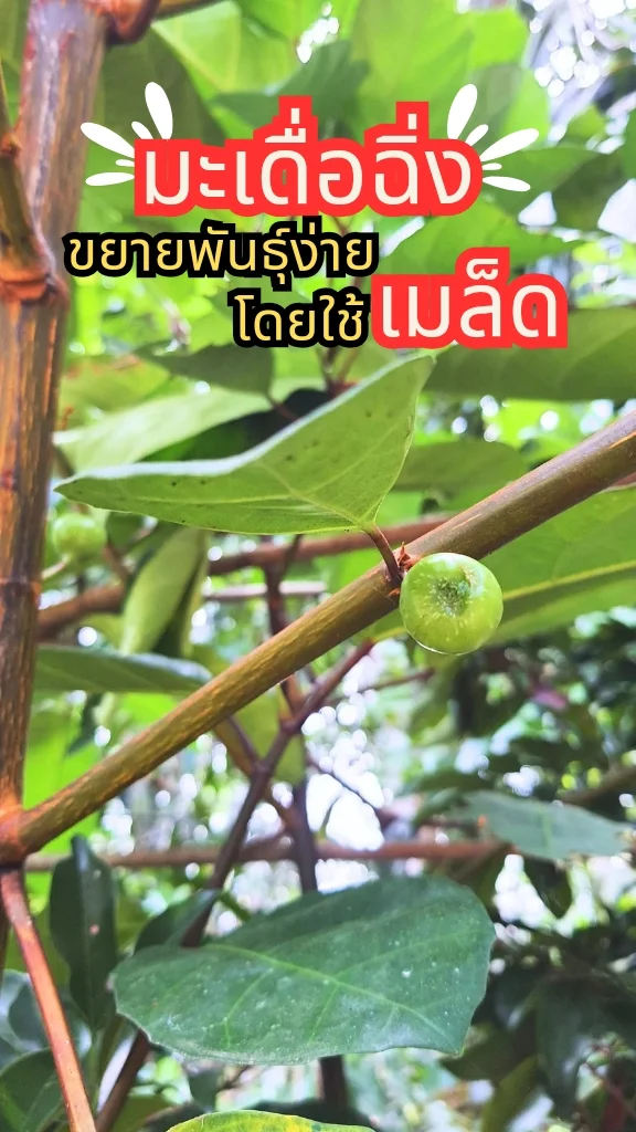 ชวนรู้จักต้นมะเดื่อฉิ่ง ผักพื้นบ้าน ลูกฉิ่งกินได้ ขยายพันธุ์ด้วยเมล็ด