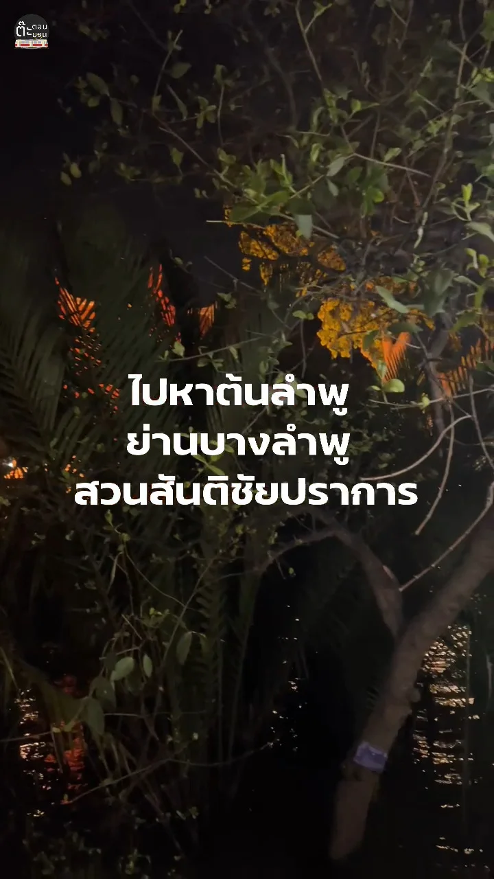 พาไปชมต้นลำพู ท่าพระอาทิตย์ ถิ่นเก่าต้นกำเนิดบางลำพู