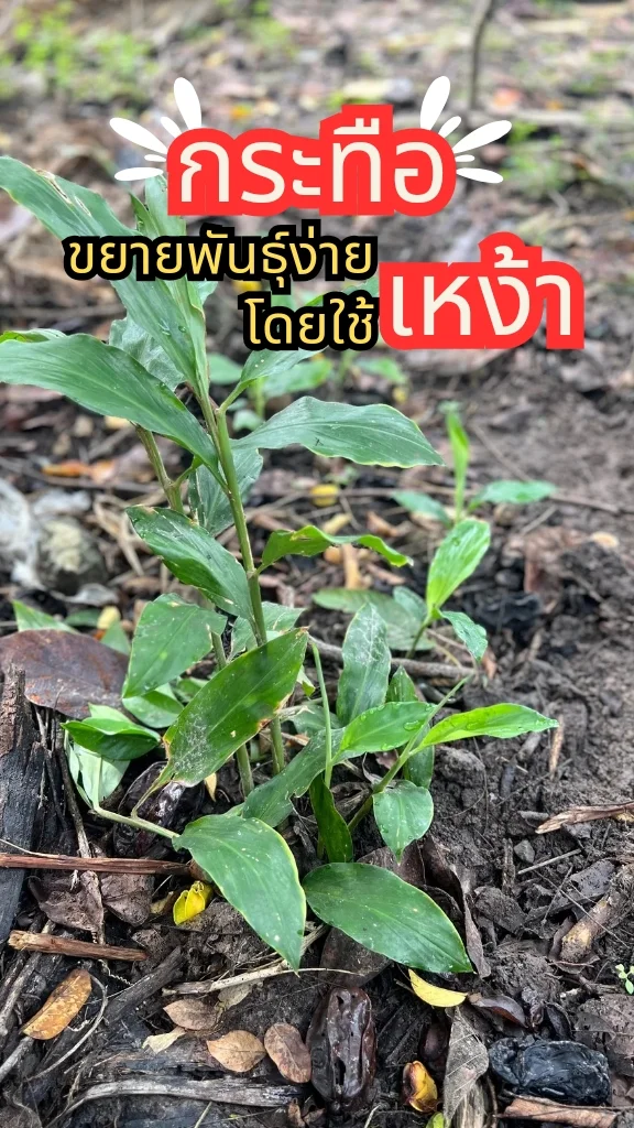 ทริคการปลูกพืชสมุนไพร กระทือ หัวทือใส่ในอาหารได้หลากหลายเมนู ขยายพันธุ์ง่าย