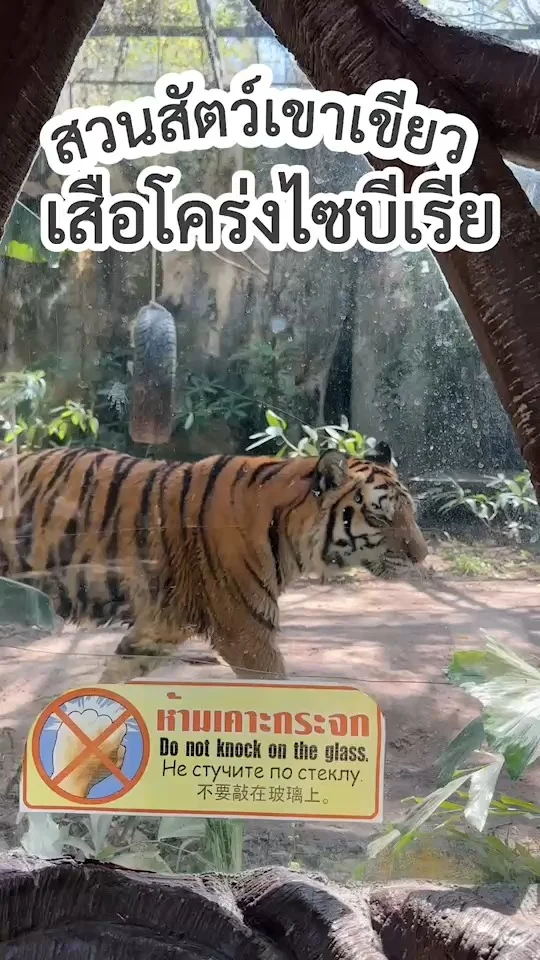 พาดู เจ้าเสือโคร่งไซบีเรียตัวใหญ่ กำลังฉุนเฉียว เดินไปมาไม่หยุด สวนสัตว์เขาเขียว
