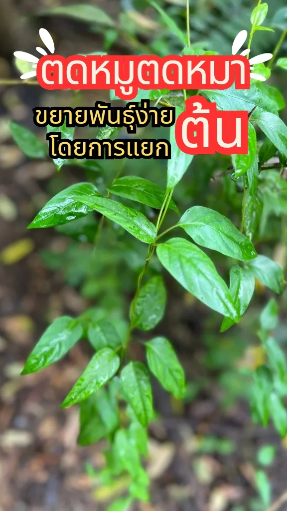ต้นตดหมูตดหมา ใบอ่อนนำไปเป็นส่วนผสมในอาหารได้ ปลูกง่ายด้วยการแยกต้น