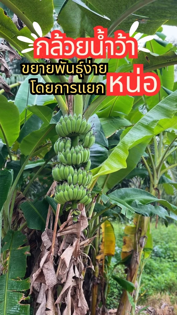 การปลูกต้นกล้วยน้ำว้า ผลไม้ปลูกง่าย ลูกดก ขยายพันธุ์ง่ายด้วยการแยกหน่อ