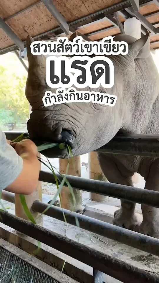 มาให้อาหารแรดกันเถอะ ที่สวนสัตว์เปิดเขาเขียว ชลบุรี