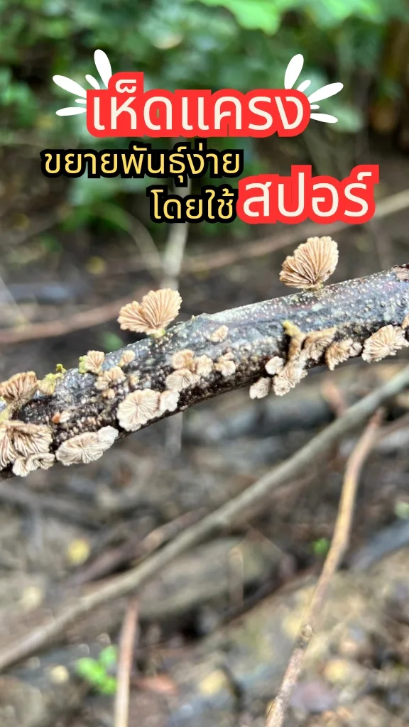 ชวนรู้จักต้นเห็ดแครง ดอกนำไปประกอบอาหารได้ ขยายพันธุ์โดยใช้สปอร์