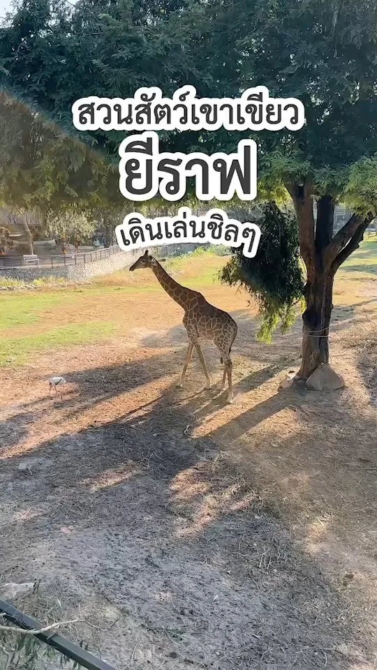 ส่องยีราฟคอยาว เดินเล่นชิล ๆ ในสวนสัตว์เปิดเขาเขียว