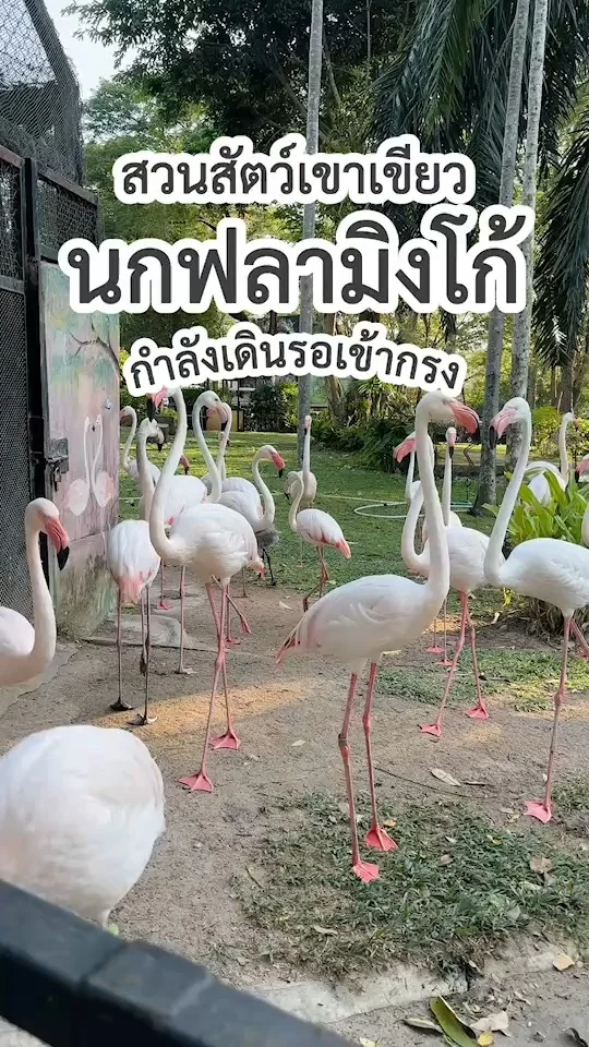 ชมนกฟลามิงโก้ ใกล้ ๆ กำลังเดินรอเข้ากรง ที่ สวนสัตว์เปิดเขาเขียว