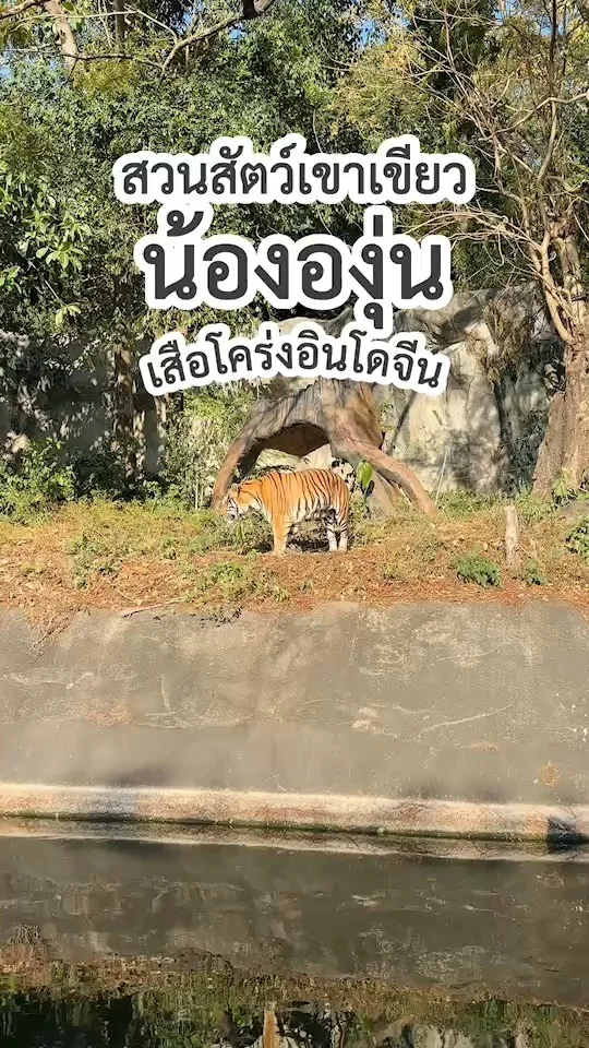 น้ององุ่น เจ้าเสือโคร่งอินโดจีนตัวใหญ่ ที่สวนสัตว์เปิดเขาเขียว ชลบุรี