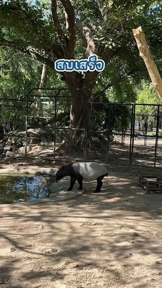 ส่อง สมเสร็จ สัตว์ป่าสงวนหายาก มีที่ สวนสัตว์เปิดเขาเขียว