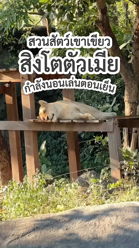 ส่อง สิงโตตัวเมีย กำลังนอนเล่นเพลิน ๆ ตอนเย็น ที่สวนสัตว์เปิดเขาเขียว