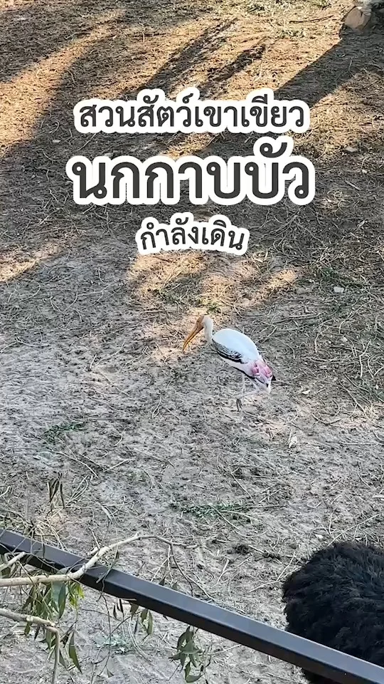 นกกาบบัว นกตามธรรมชาติ ในพื้นที่สวนสัตว์เปิดเขาเขียว ชลบุรี