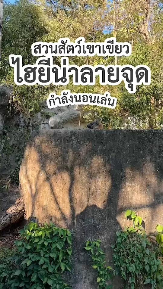 ไฮยีน่าลายจุด กำลังนอนเล่น ไม่สนใจผู้ใด ที่สวนสัตว์เปิดเขาเขียว ชลบุรี